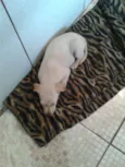 Estrelinha