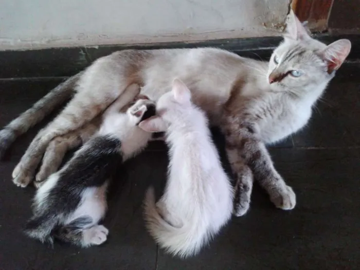 Gato raça  idade 2 a 6 meses nome Soraia e os filhote