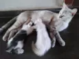 Soraia e os filhote