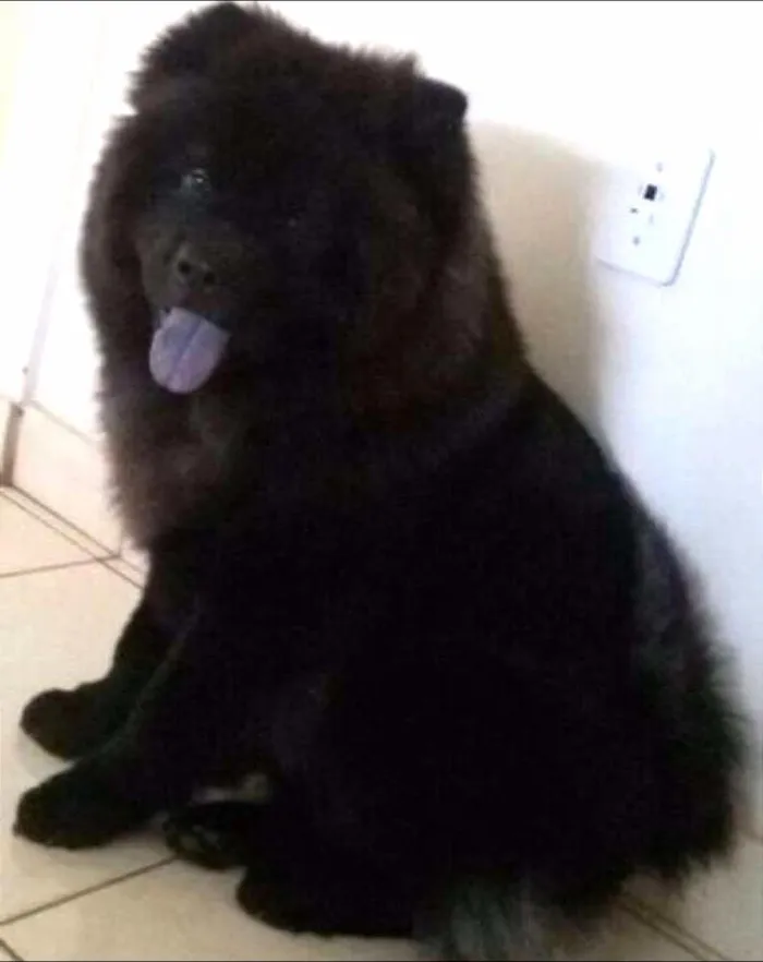 Cachorro ra a Chow Chow idade 2 a 6 meses nome Princesa