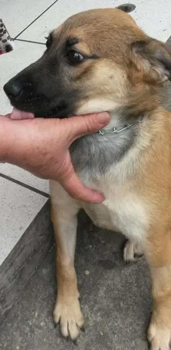 Cachorro ra a SRD idade 2 a 6 meses nome Caramelo