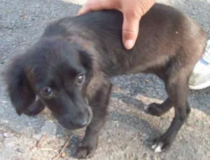 Cachorro raça SRD idade 2 a 6 meses nome BIBI