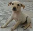 Estrelinha