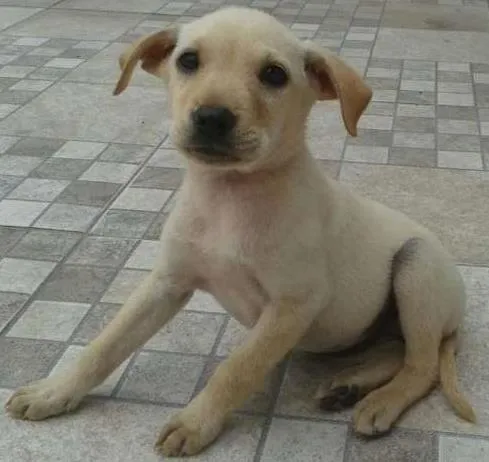 Cachorro ra a desconhecida idade 2 a 6 meses nome Estrelinha