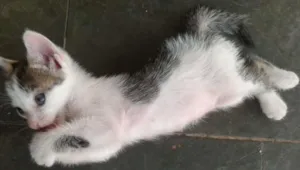Gato raça  idade 2 a 6 meses nome Soraia e os filhote