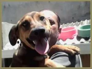 Cachorro raça SRD idade 2 a 6 meses nome Andrei
