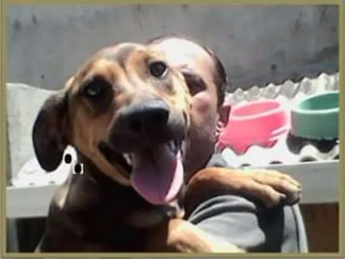 Cachorro ra a SRD idade 2 a 6 meses nome Andrei