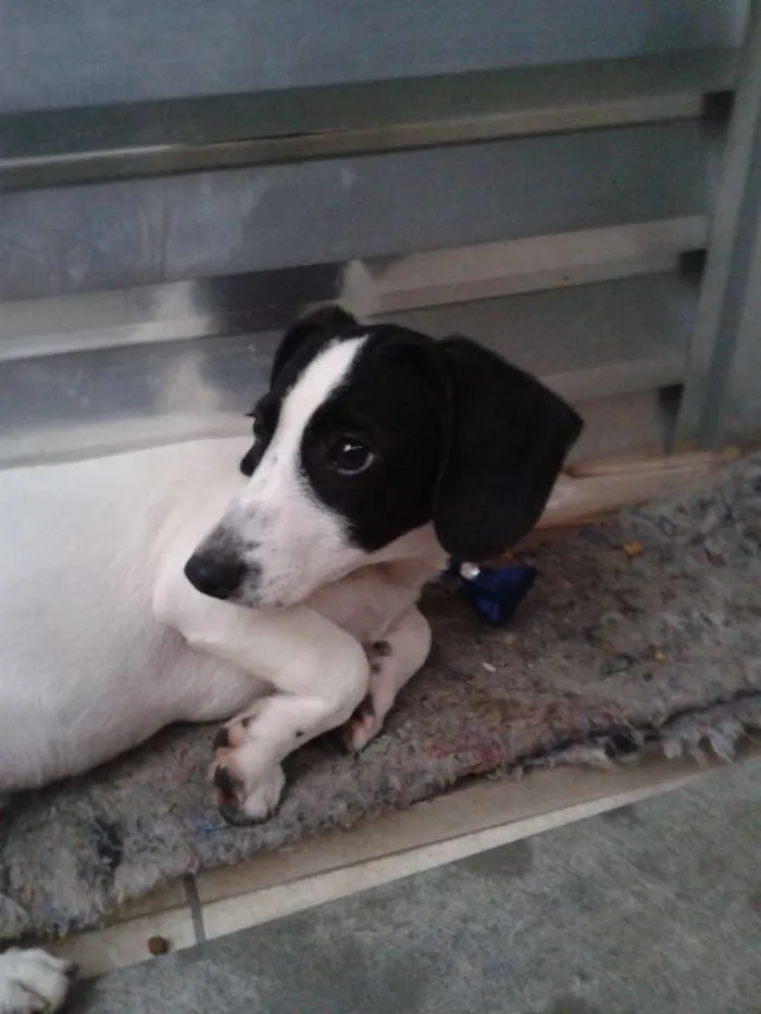Cachorro ra a SRD idade 2 a 6 meses nome Bingo