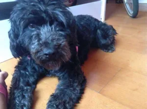 Cachorro raça mestiço idade 1 ano nome Bombom