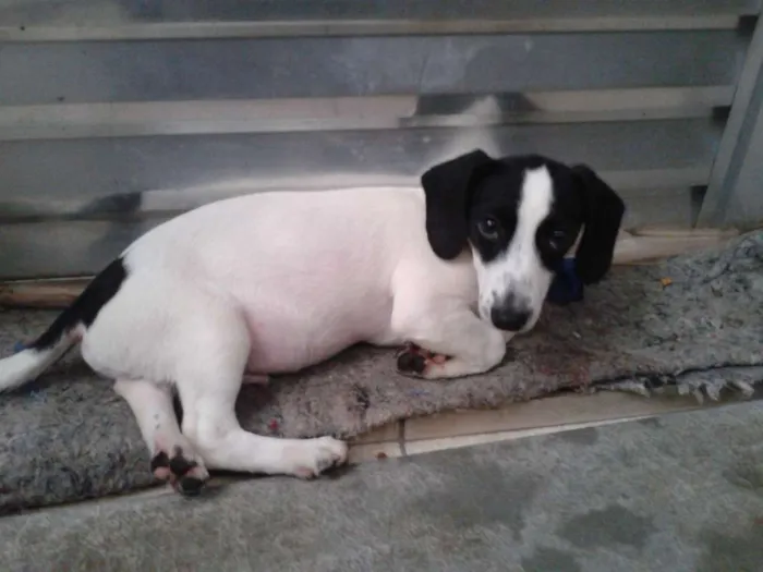 Cachorro ra a SRD idade 2 a 6 meses nome Bingo