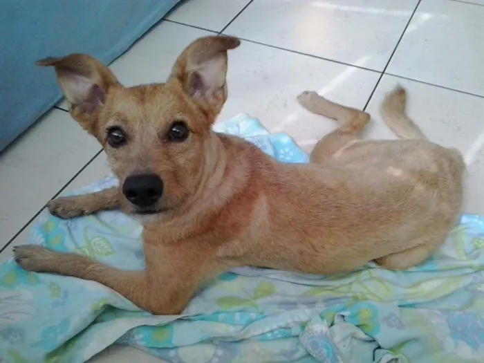Cachorro raça SRD idade 2 a 6 meses nome Nina