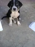 Não tem