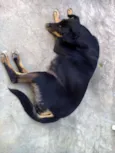 Não tem