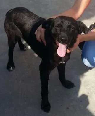 Cachorro ra a SRD idade 3 anos nome Thor