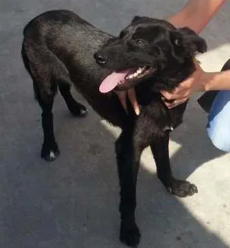 Cachorro ra a SRD idade 3 anos nome Thor