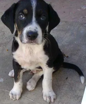 Cachorro raça  idade Abaixo de 2 meses nome Não tem