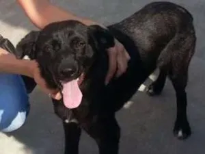 Cachorro raça SRD idade 3 anos nome Thor