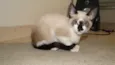 Cebolinha
