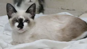 Gato raça Siamês idade 2 a 6 meses nome Cebolinha