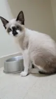 Cebolinha