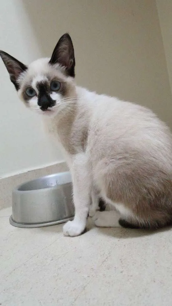 Gato ra a Siamês idade 2 a 6 meses nome Cebolinha