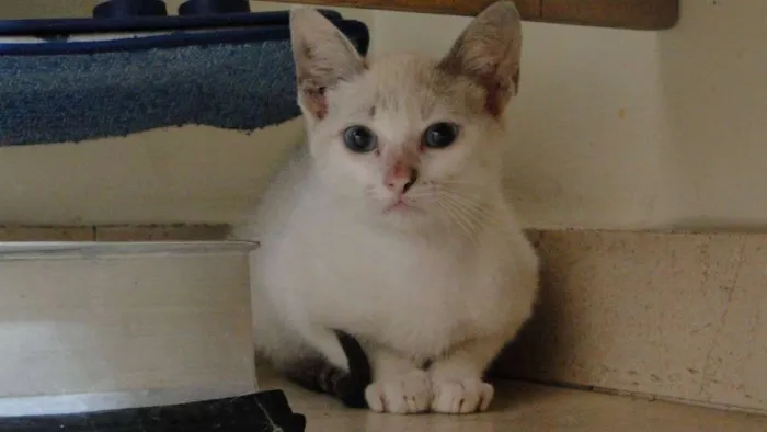 Gato ra a SRD idade 2 a 6 meses nome Magali