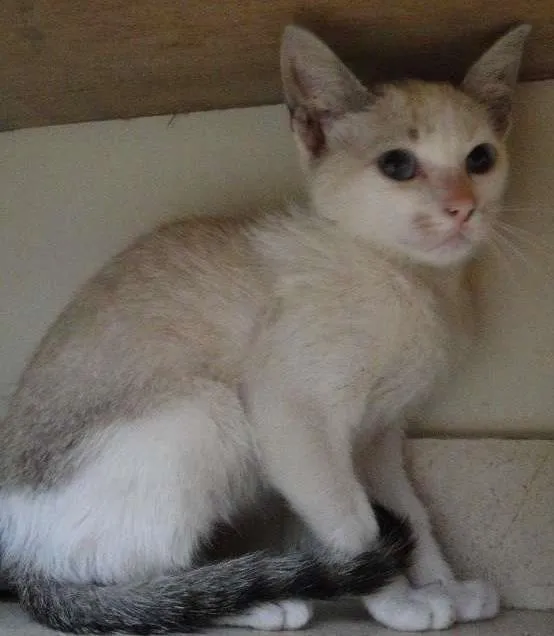Gato ra a SRD idade 2 a 6 meses nome Magali