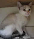 Magali