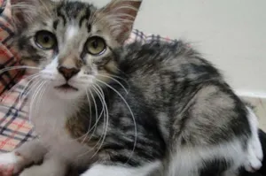 Gato raça SRD idade 2 a 6 meses nome Maria Cascuda