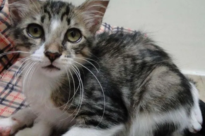 Gato ra a SRD idade 2 a 6 meses nome Maria Cascuda