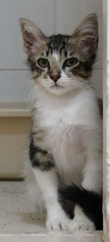 Gato ra a SRD idade 2 a 6 meses nome Maria Cascuda