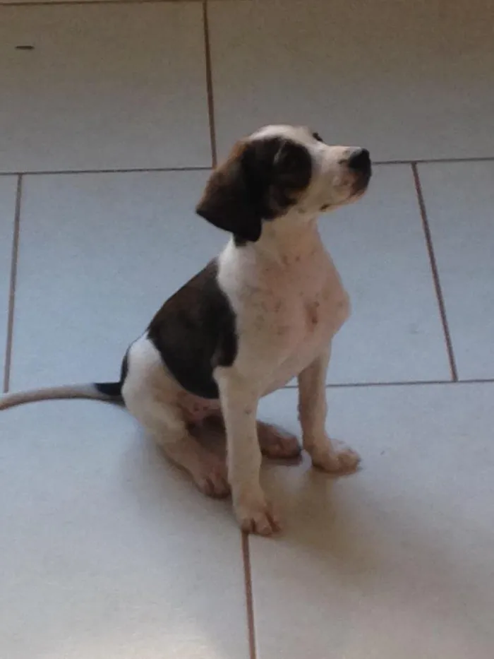 Cachorro ra a Mestiça idade 2 a 6 meses nome Pink