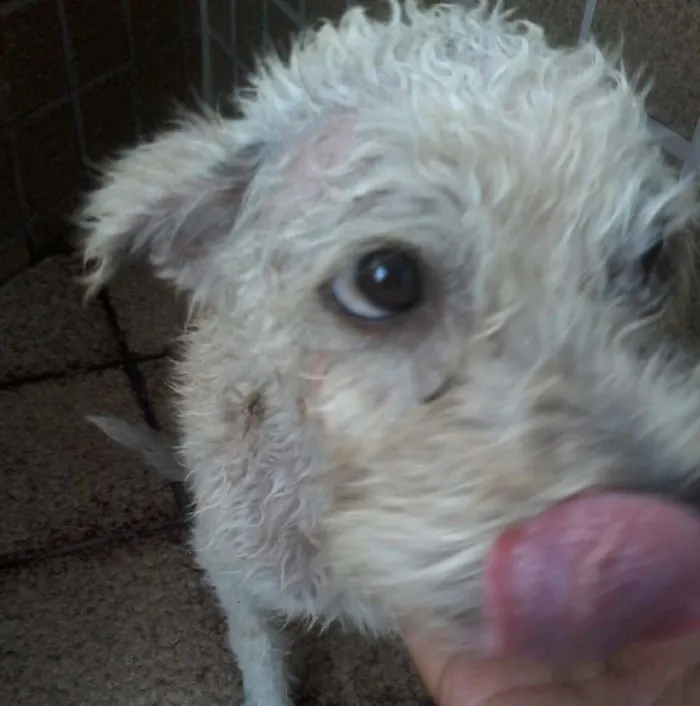 Cachorro raça pudo idade 2 anos nome sem nome ainda