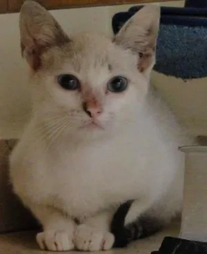 Gato raça SRD idade 2 a 6 meses nome Magali