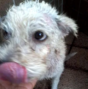 Cachorro raça pudo idade 2 anos nome sem nome ainda