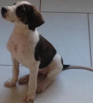 Cachorro raça Mestiça idade 2 a 6 meses nome Pink