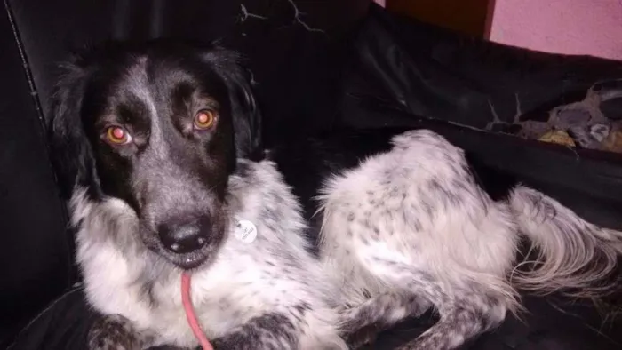 Cachorro raça SRD idade 2 anos nome APOLLO