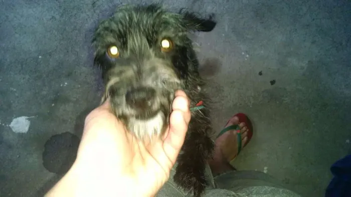 Cachorro ra a Vira Lata idade 3 anos nome Meg
