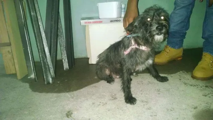 Cachorro ra a Vira Lata idade 3 anos nome Meg