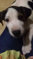 Lolita