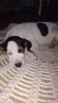Lolita