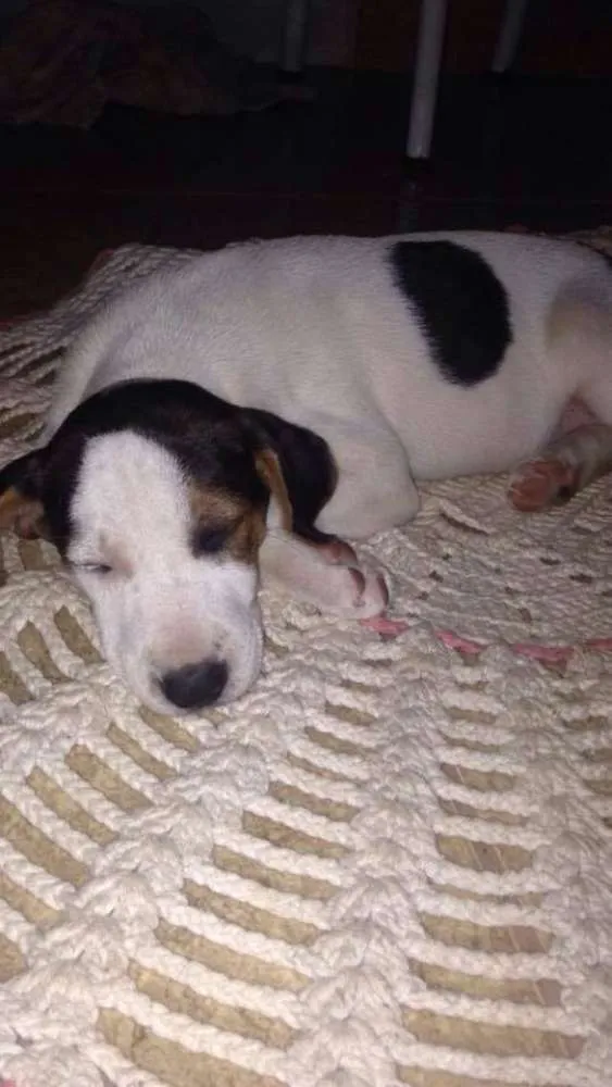 Cachorro ra a mestiça idade 2 a 6 meses nome Lolita
