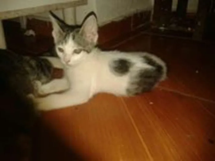Gato ra a não sei idade 2 a 6 meses nome cristal