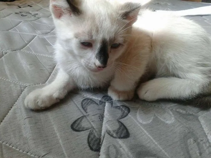 Gato ra a não sei idade nome bolinha