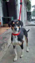 Estrela