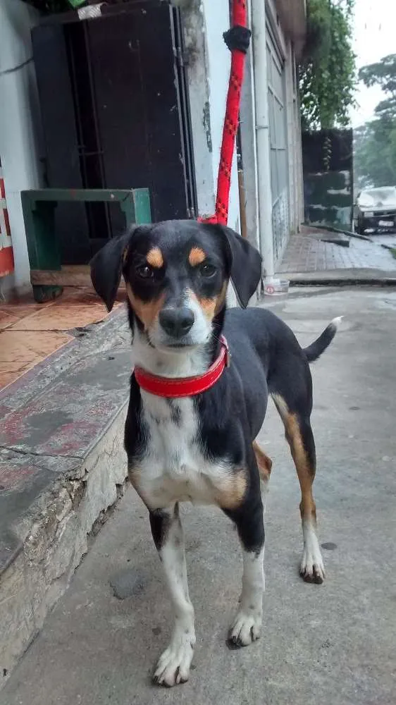 Cachorro ra a Sem raça definida idade 7 a 11 meses nome Estrela