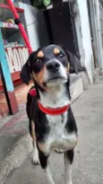 Estrela