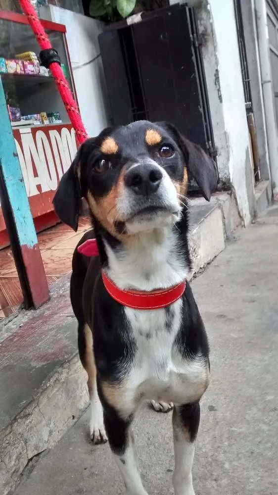 Cachorro ra a Sem raça definida idade 7 a 11 meses nome Estrela