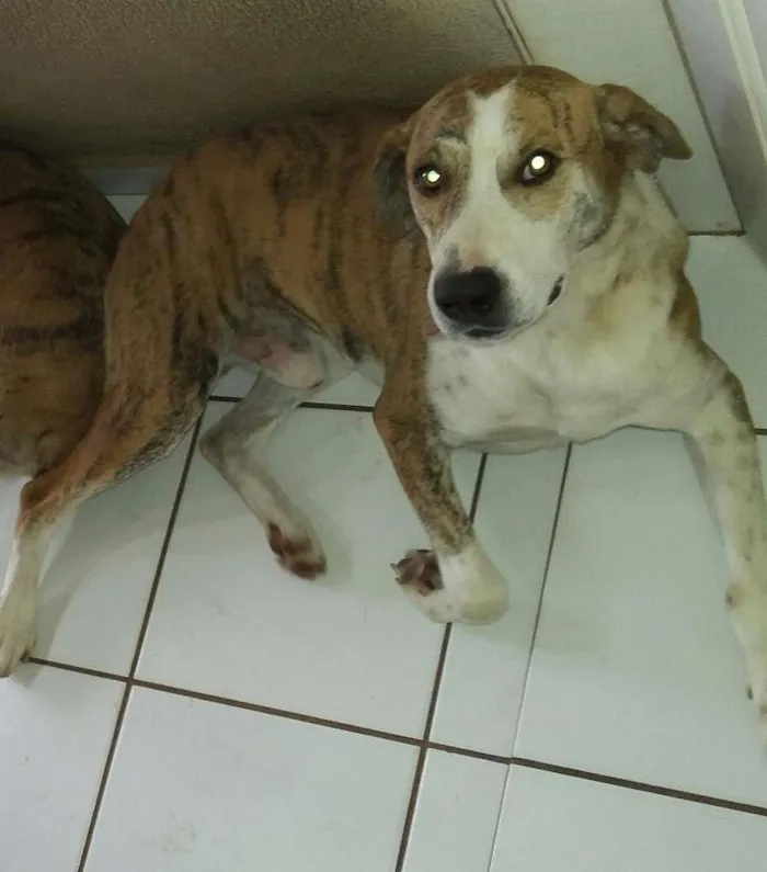 Cachorro ra a N/D idade 3 anos nome Dante 