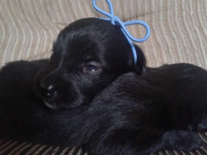 Cachorro ra a indefinida idade Abaixo de 2 meses nome sn